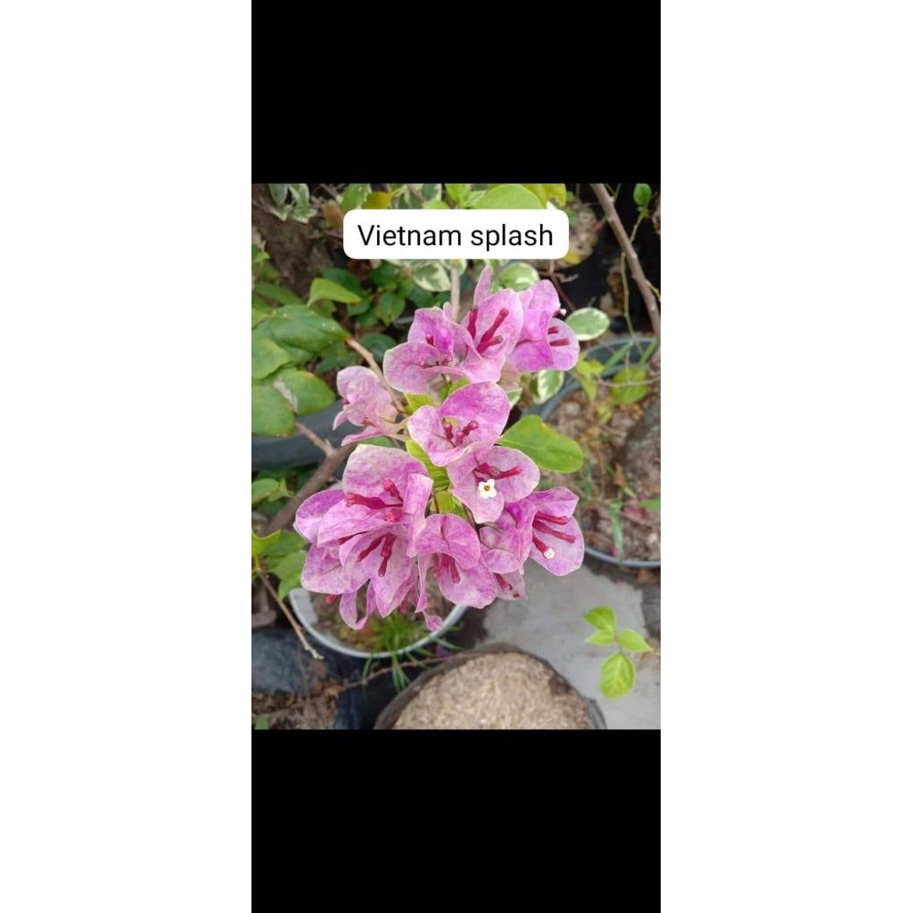 bogenvile Vietnam splash