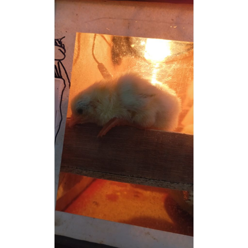 doc ayam elba kualitas bagus