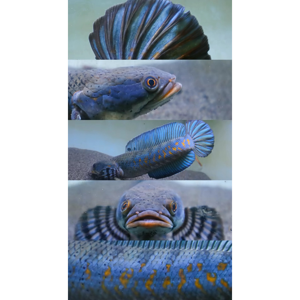 CHANA BLUE PULCRA   spek bahanan kontes Free stiker