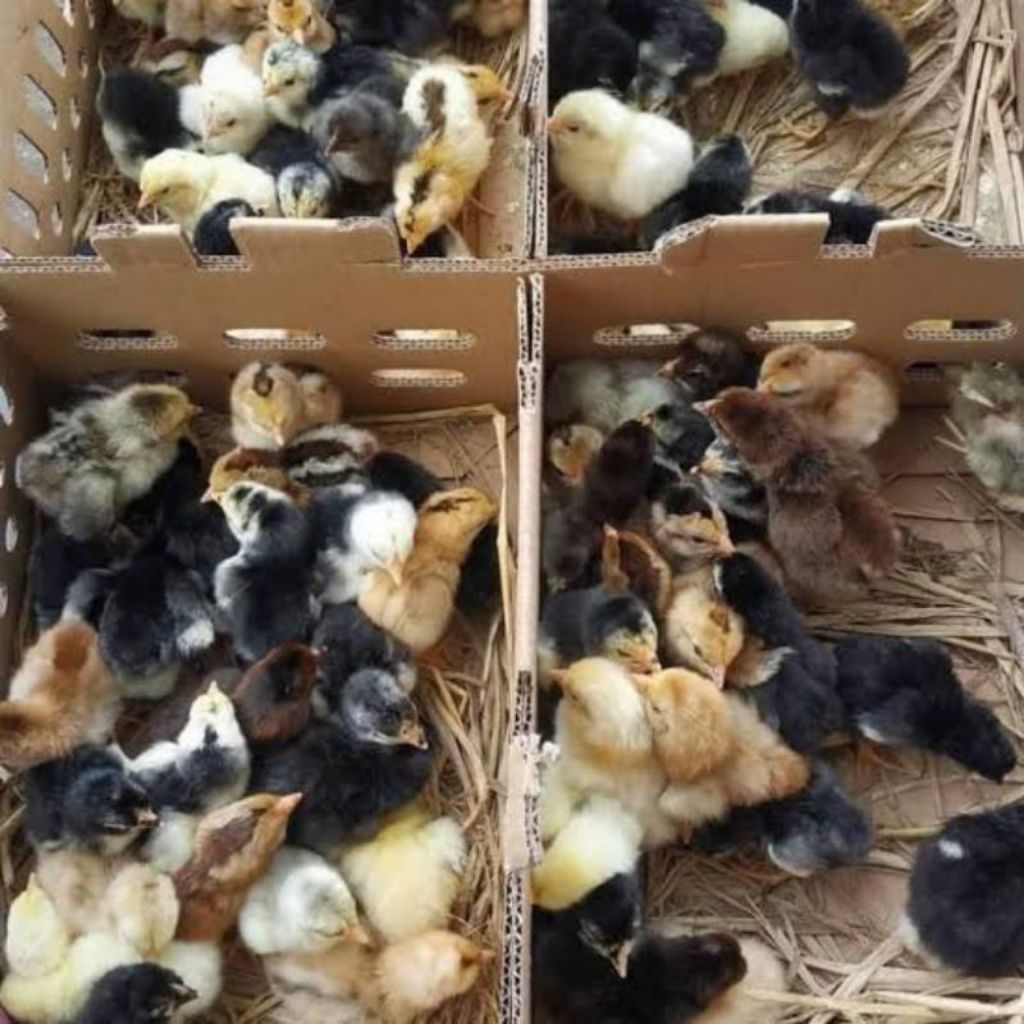 Doc Ayam Kub Narayana "Betina" *Kampung Unggul* Pilihan Kualitas Terbaik