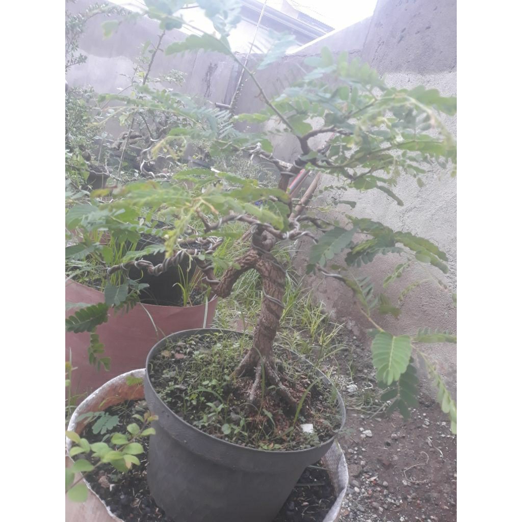 bonsai bahan asem jawa