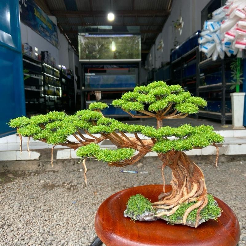SIZE L besar (33x22) | Bonsai Aquarium / Aquascape / Bonsai Artificial