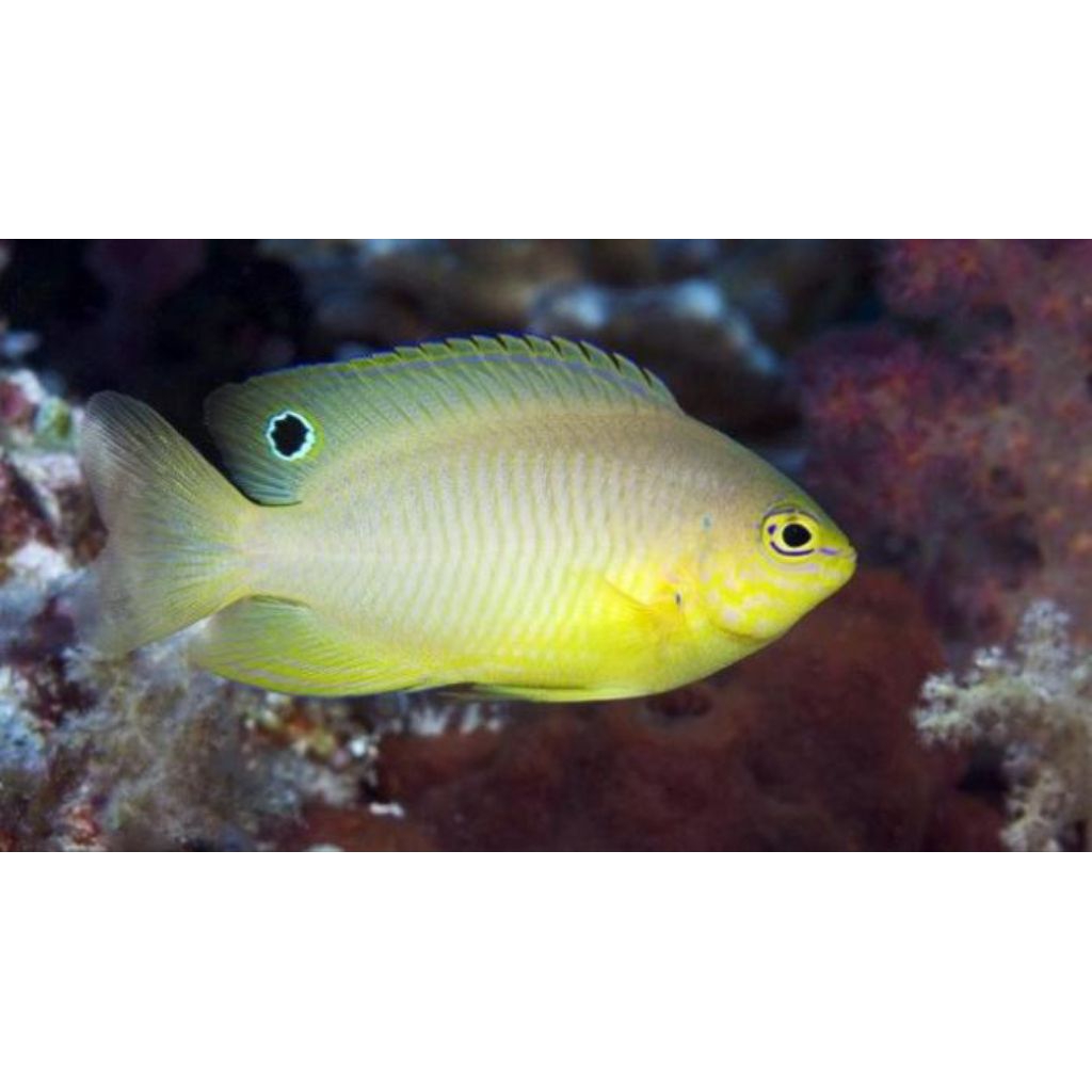 Betok Kuning size SM | HIAS AIR LAUT