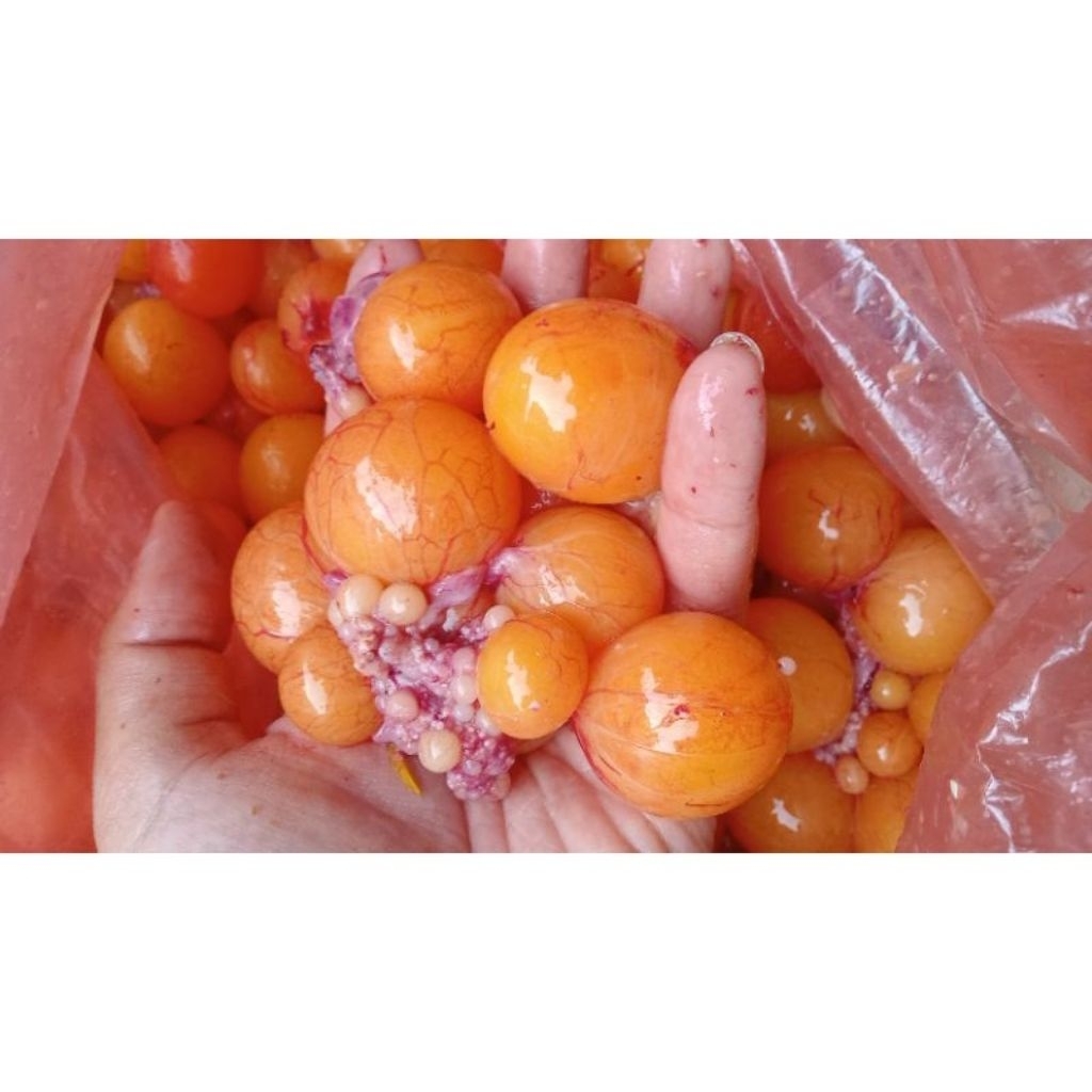 TELUR MUDA / URITAN / TELUR AYAM KAMPUNG COCOK UNTUK UMPAN LELE GT DAN UNTUK SATE SATEAN