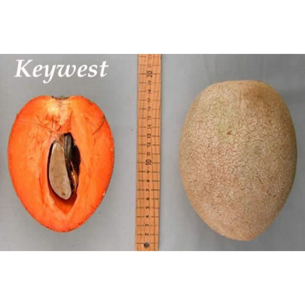indukan Mamey Sapote Keywest berbuah