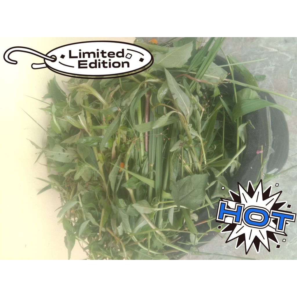 Rumput pakan domba kambing /Jukut pakan domba kambing