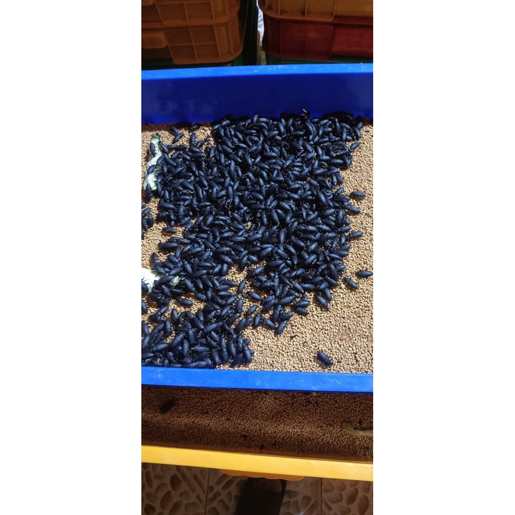kumbang ulat jerman 2500 ekor  premium+ pendamping an budidaya