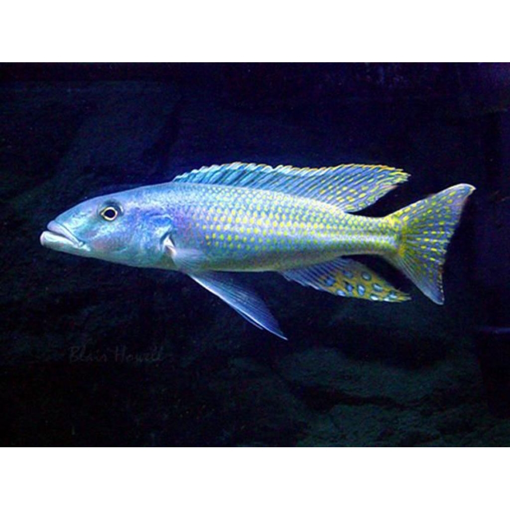 CHAMPSOCHROMIS PURE | CHAMPSO CICHLID | HAPS