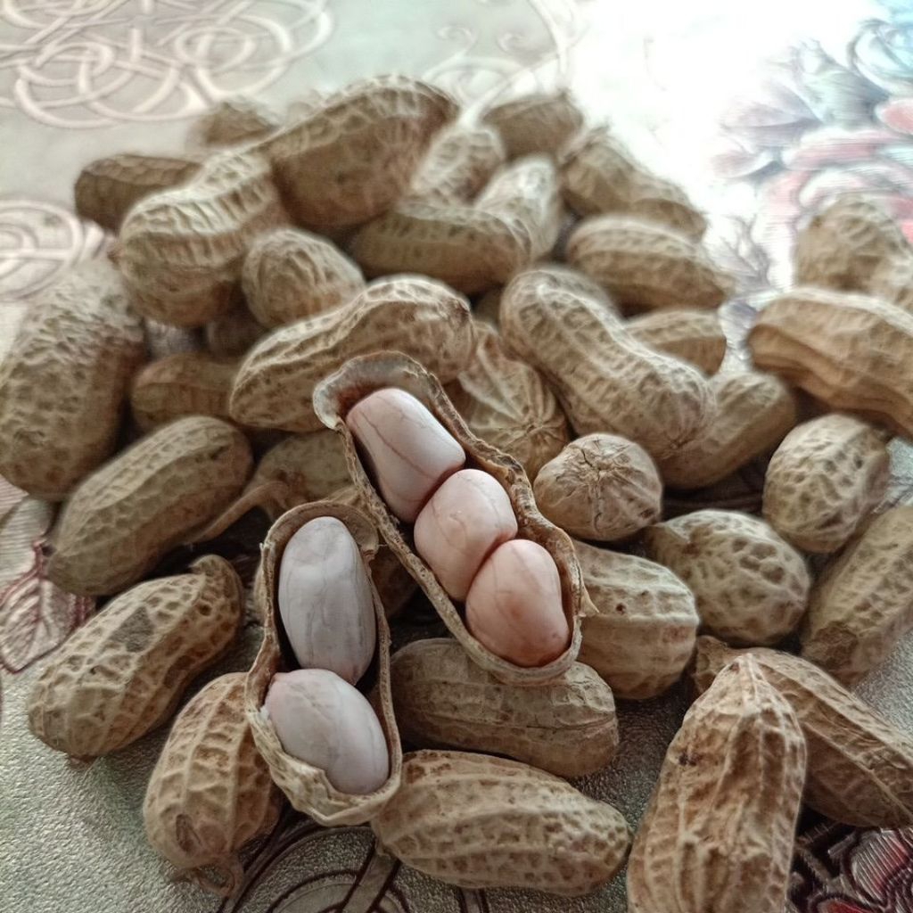 kacang oven/kacang asin