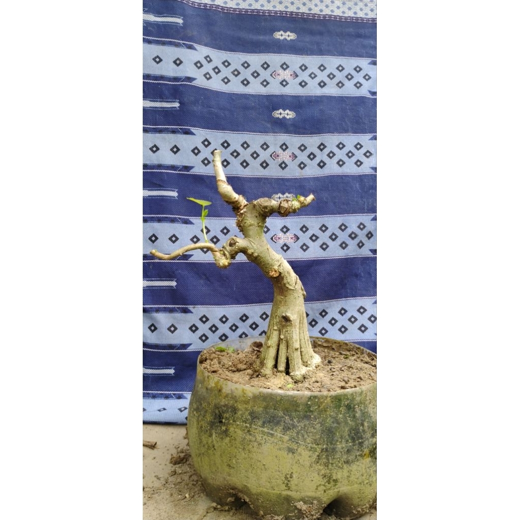 bonsai jadi bonsai siap pajang Bonsai mame bonsai waru taiwan bonsai formal pecah batang bonsai prog
