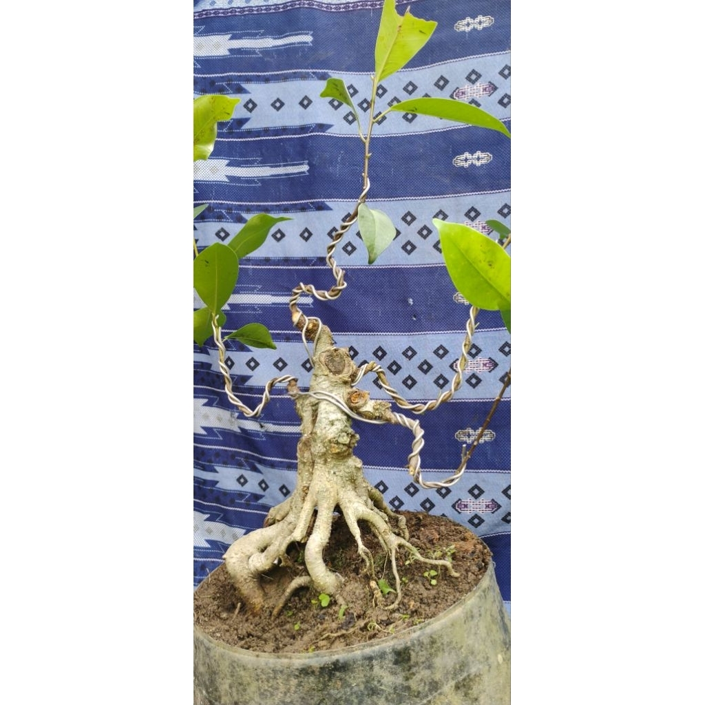 bonsai jadi siap pajang Bonsai petarung bonsai bogel bonsai Iprik bonsai siap kontes bonsai mura bon