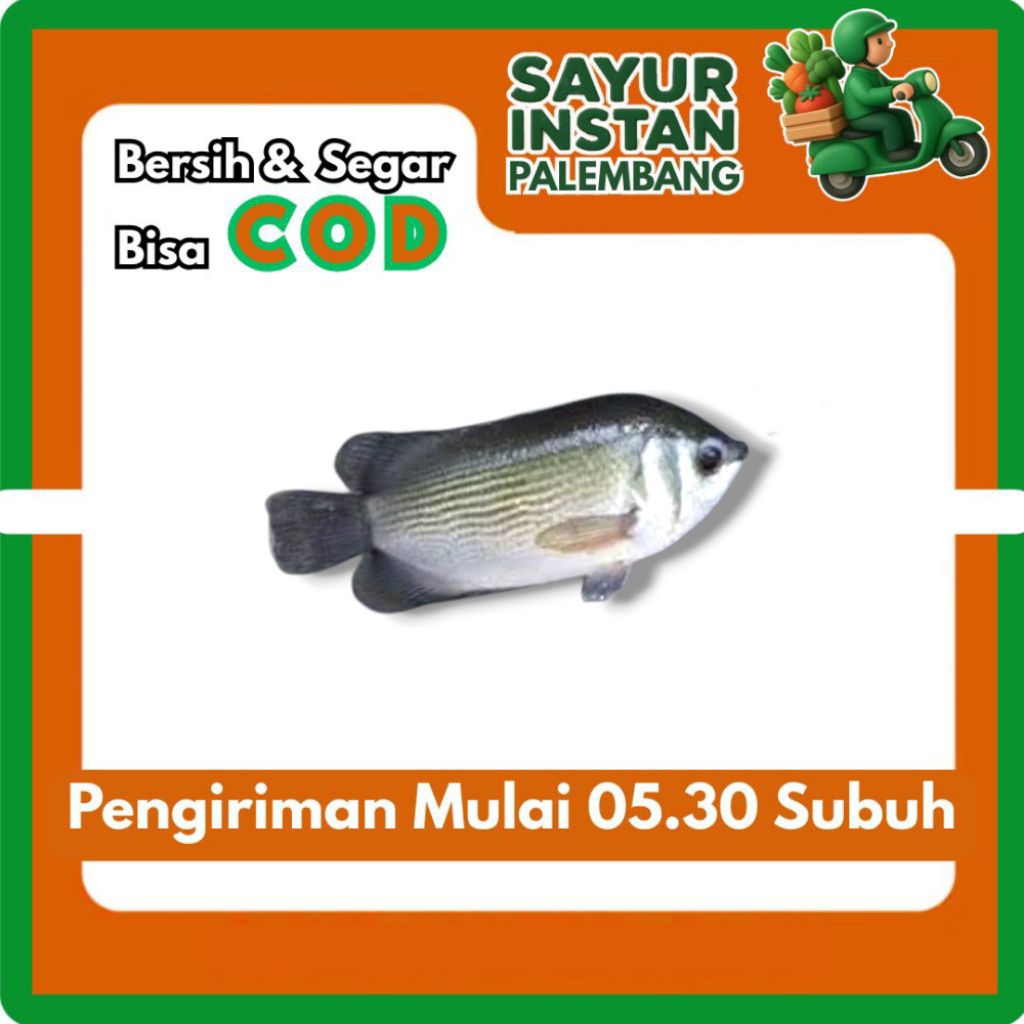 Ikan Tembakang / Siapil  1KG - Sayur Instan Palembang
