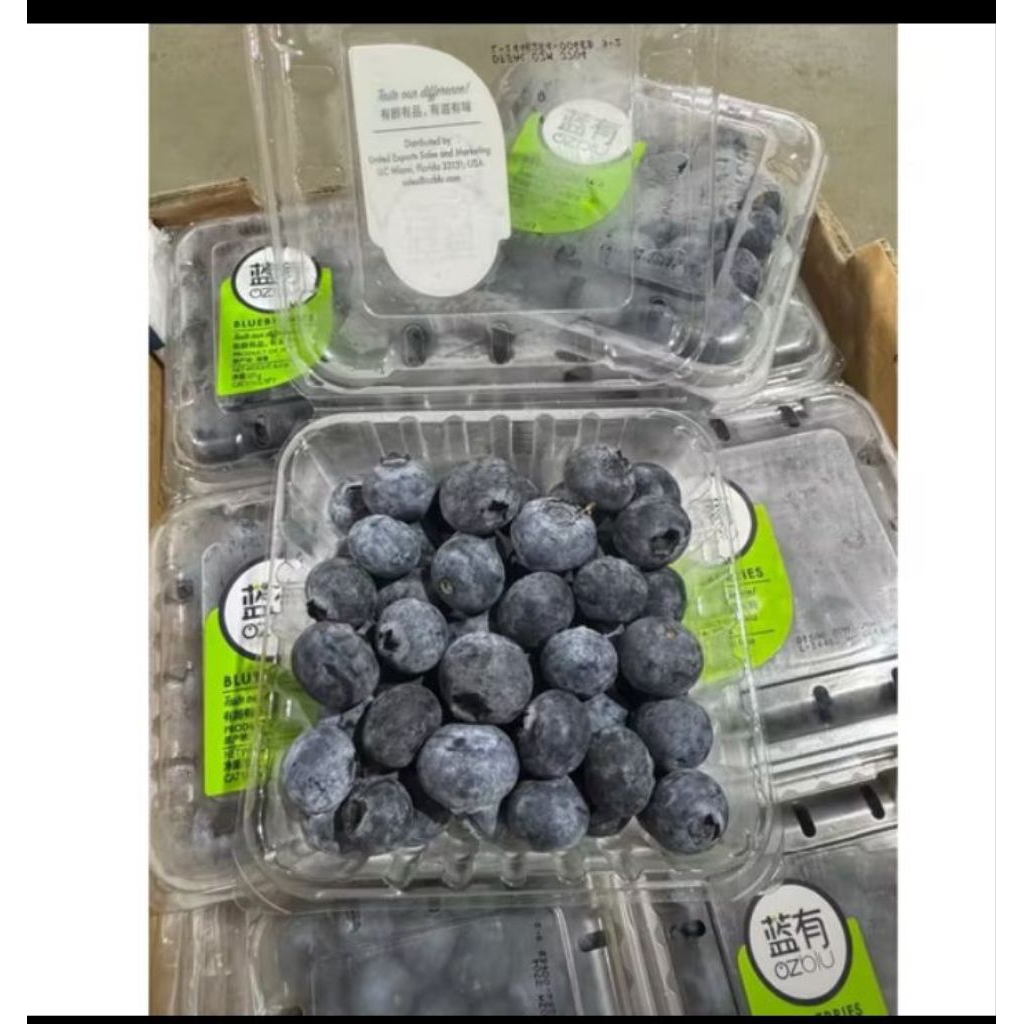 Buah Blueberry Ozblu. blueberry super fresh 125gram/pack