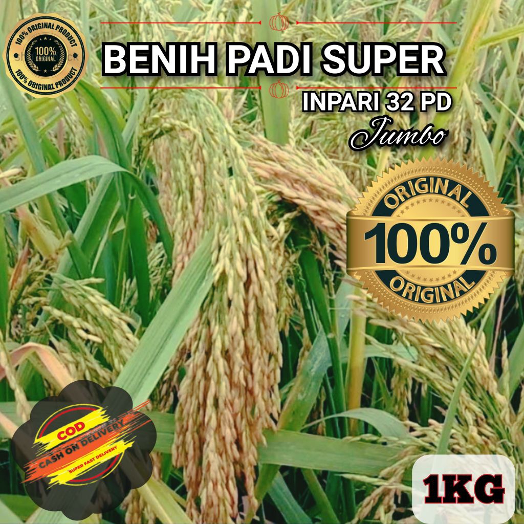 (1KG) Benih Padi INPARI 32 PD JUMBO, Gabah unggul berkualitas