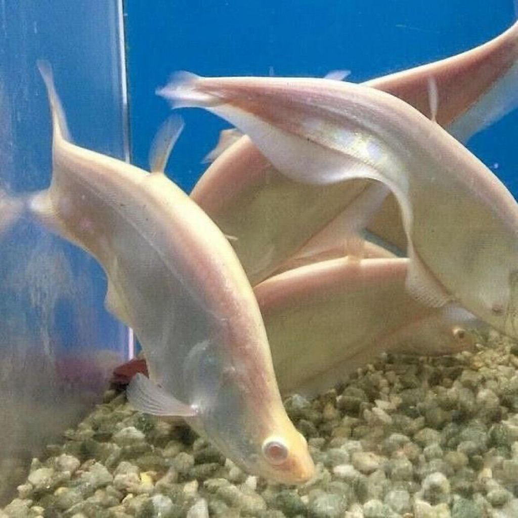 ikan hias belida bangkok albino hanya instan