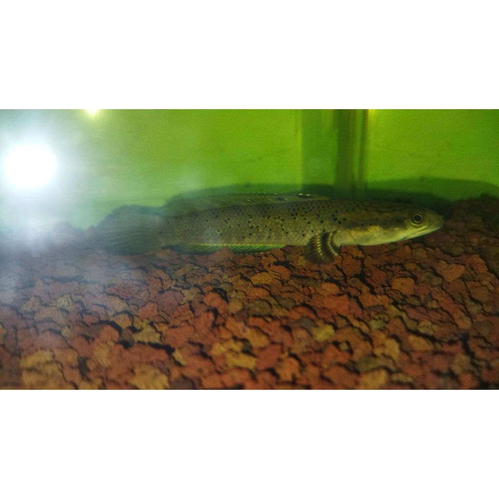 CHANNA BLUE PULCHRA SIZE 6-10CM