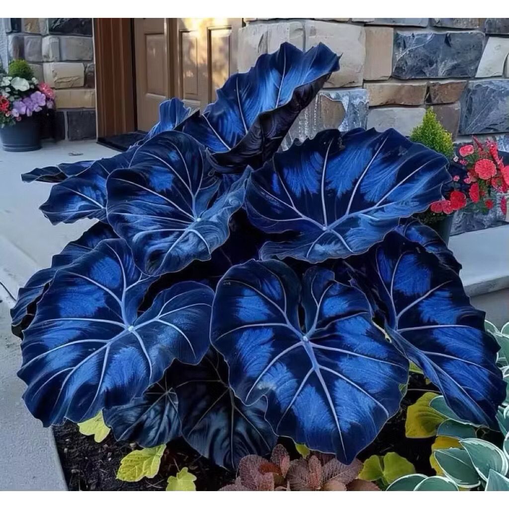 Benih Umbi Alocasia Dark Blue Thailand Bibit Umbi Alocasia