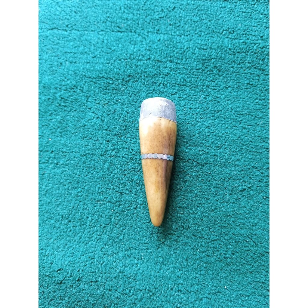 Tanduk Kijang Putih Pupul Asli