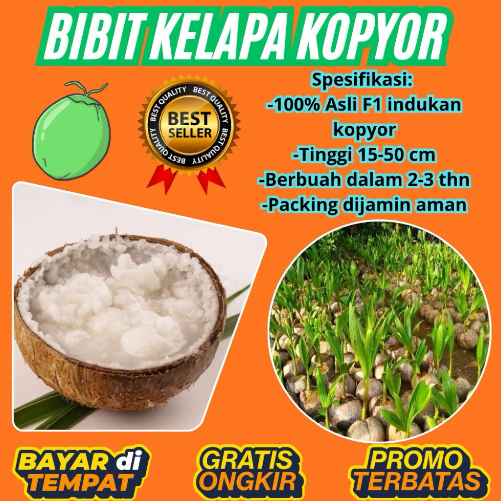 DIJAMIN ASLI  Pohon Kelapa Kopyor Kultur Jaringan, Pohon Kelapa Kopyor Madu