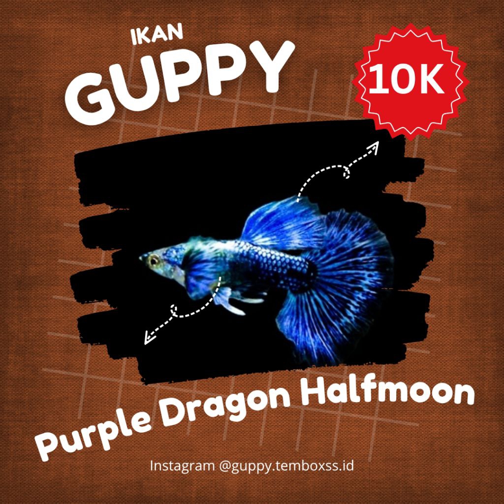 Hiasan Aquarium - Guppy Purple Dragon Halfmoon