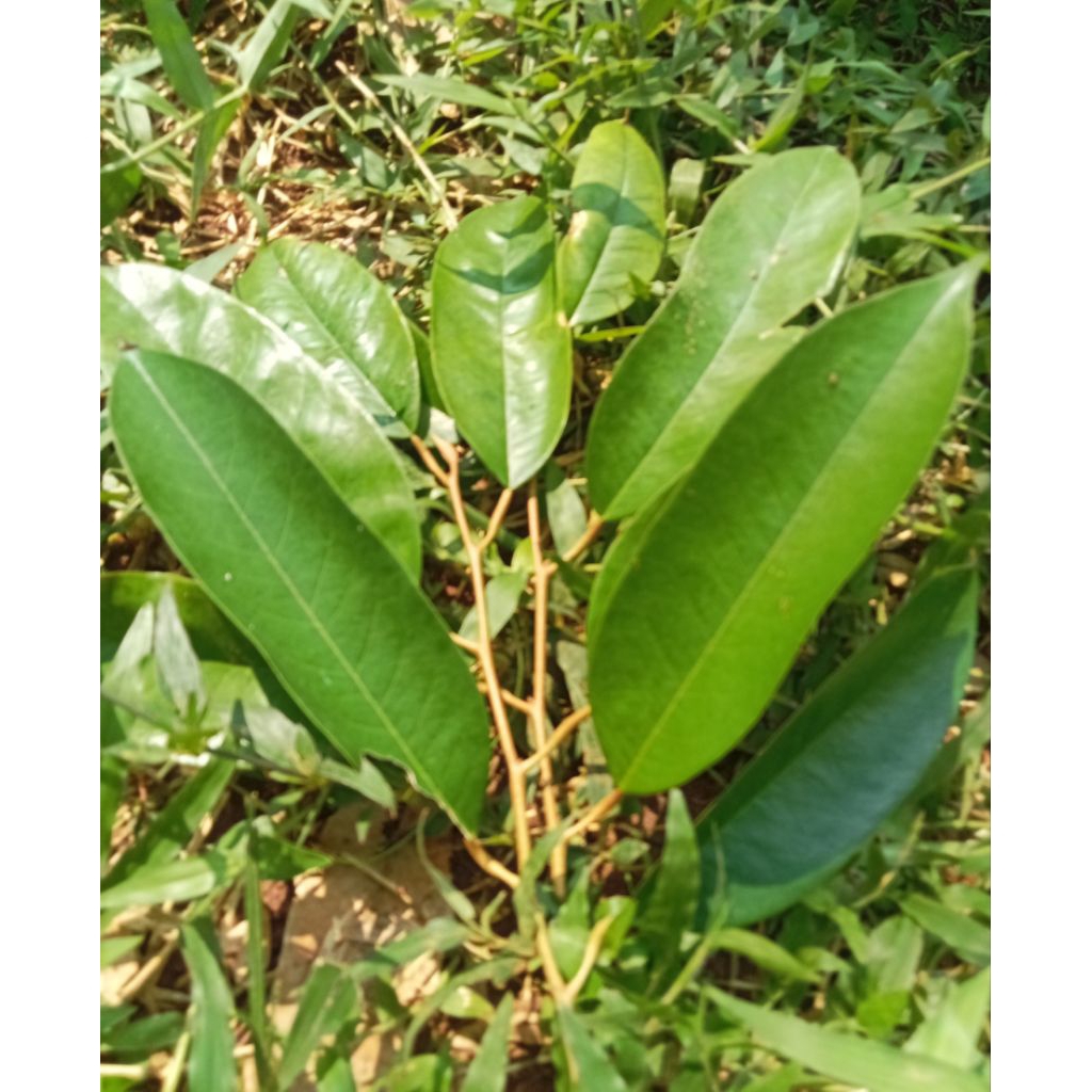 ENTRES DURIAN TUPAIKING