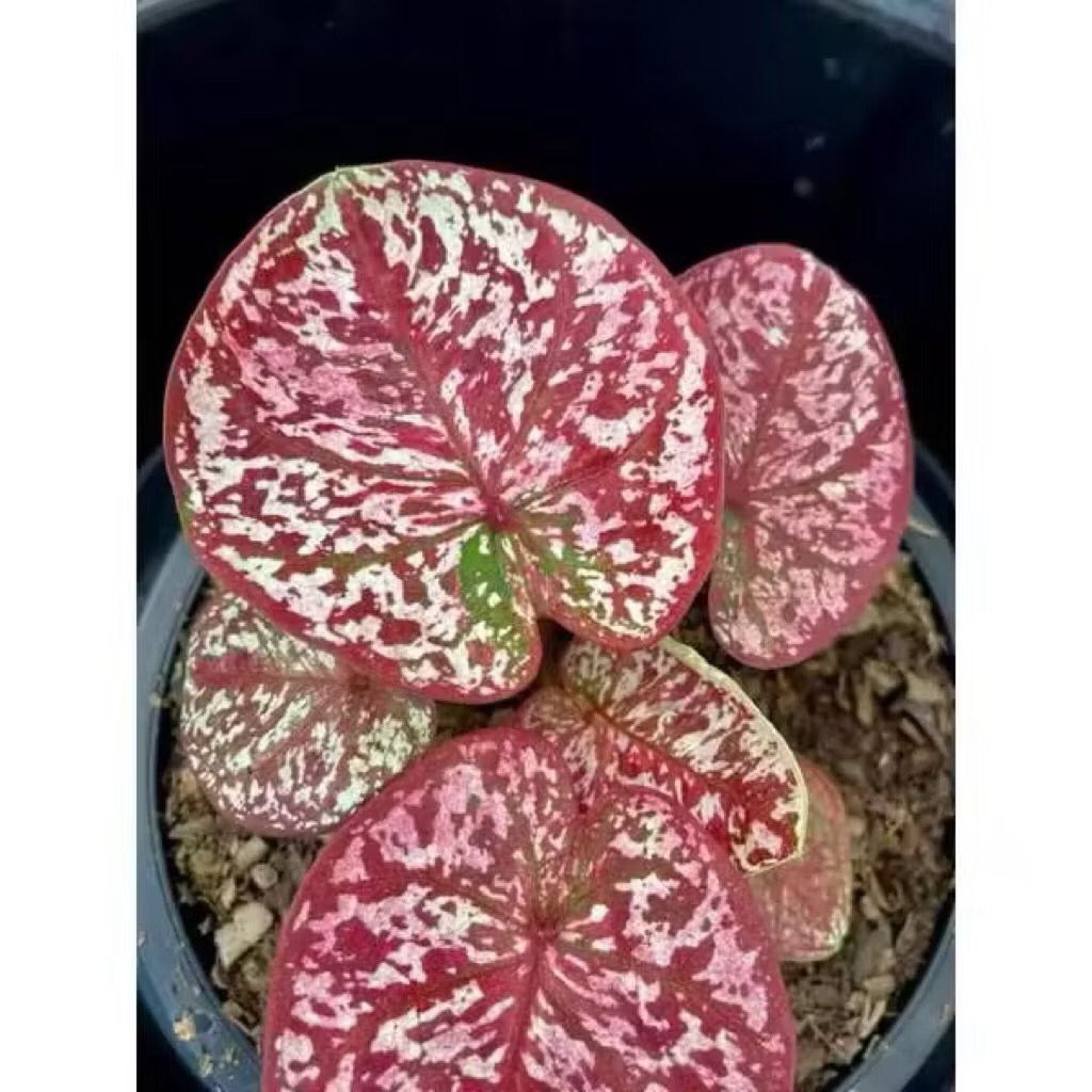 Bibit Bonggol Umbi Caladium Thailand Cantik,Benih Keladi Thailand Unik