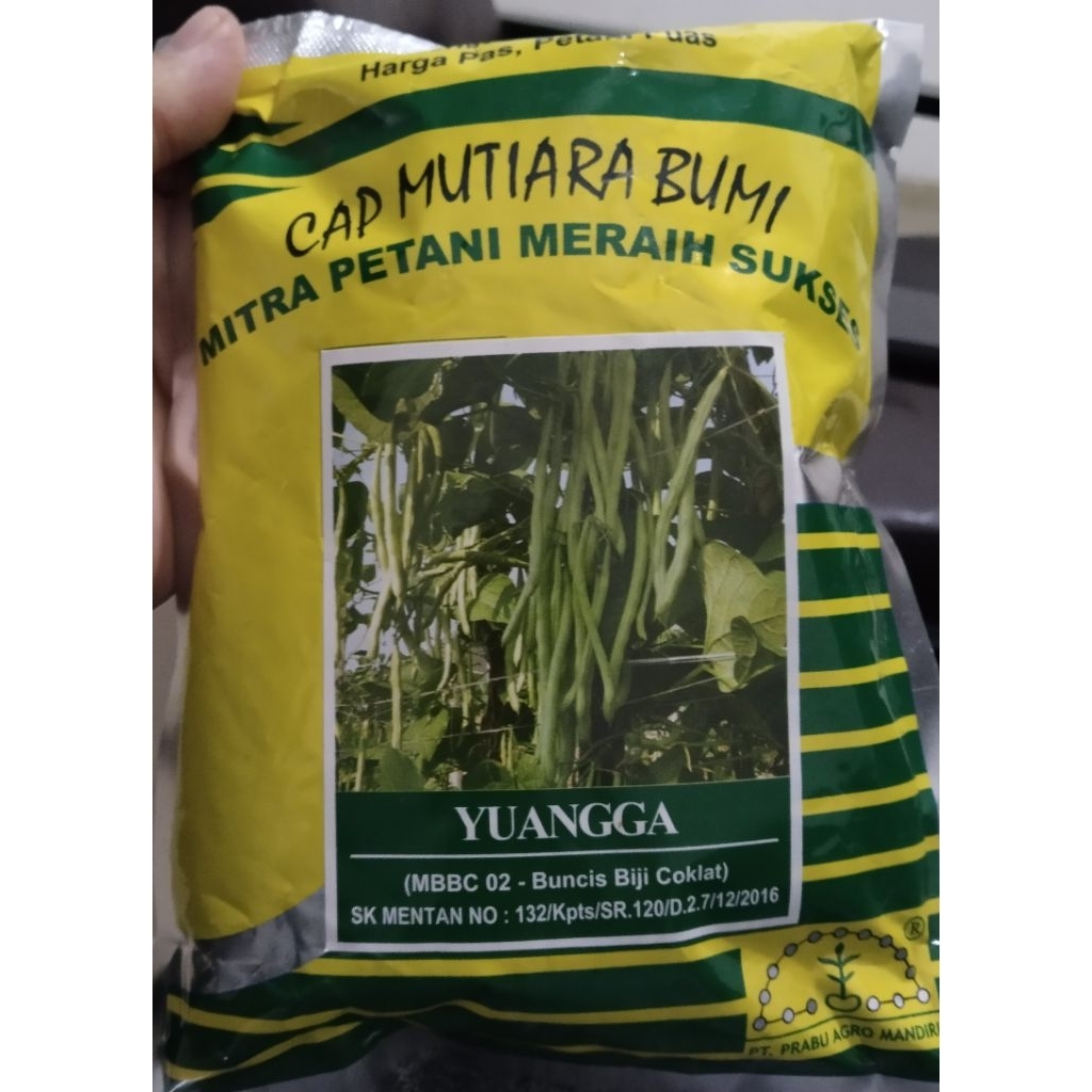Benih Buncis Yuangga, buncis putih kehijauan, benih buncis biji coklat, benih buncis Mutiara Bumi