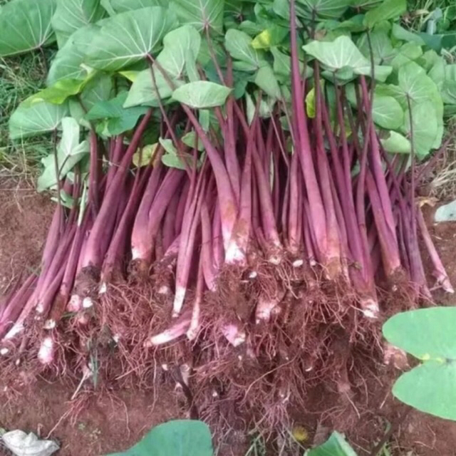 Bibit Talas Pratama3 25 Batang Talas Talas Bogor Talas Ungu 25 Batang Sudah Berakar Bibit Ungu