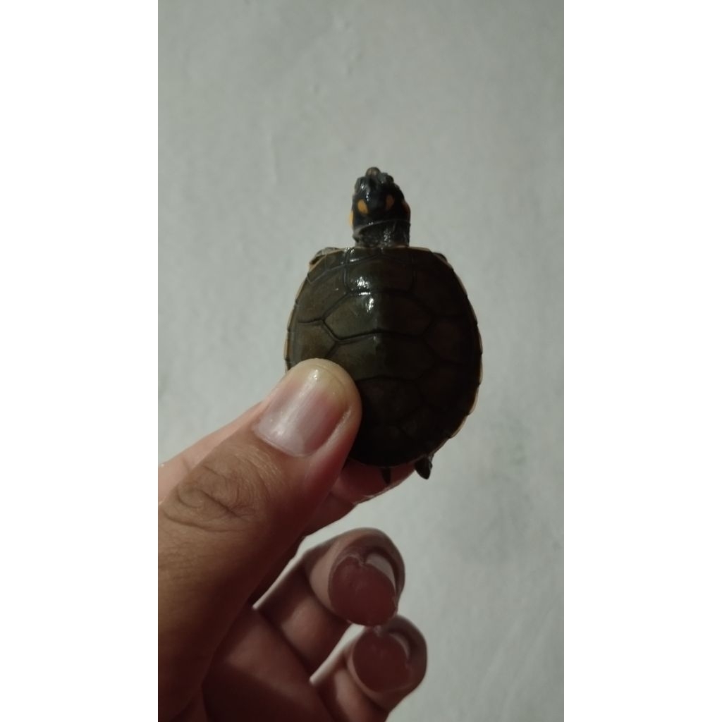 Unifilis / Badut 5 cm pelet