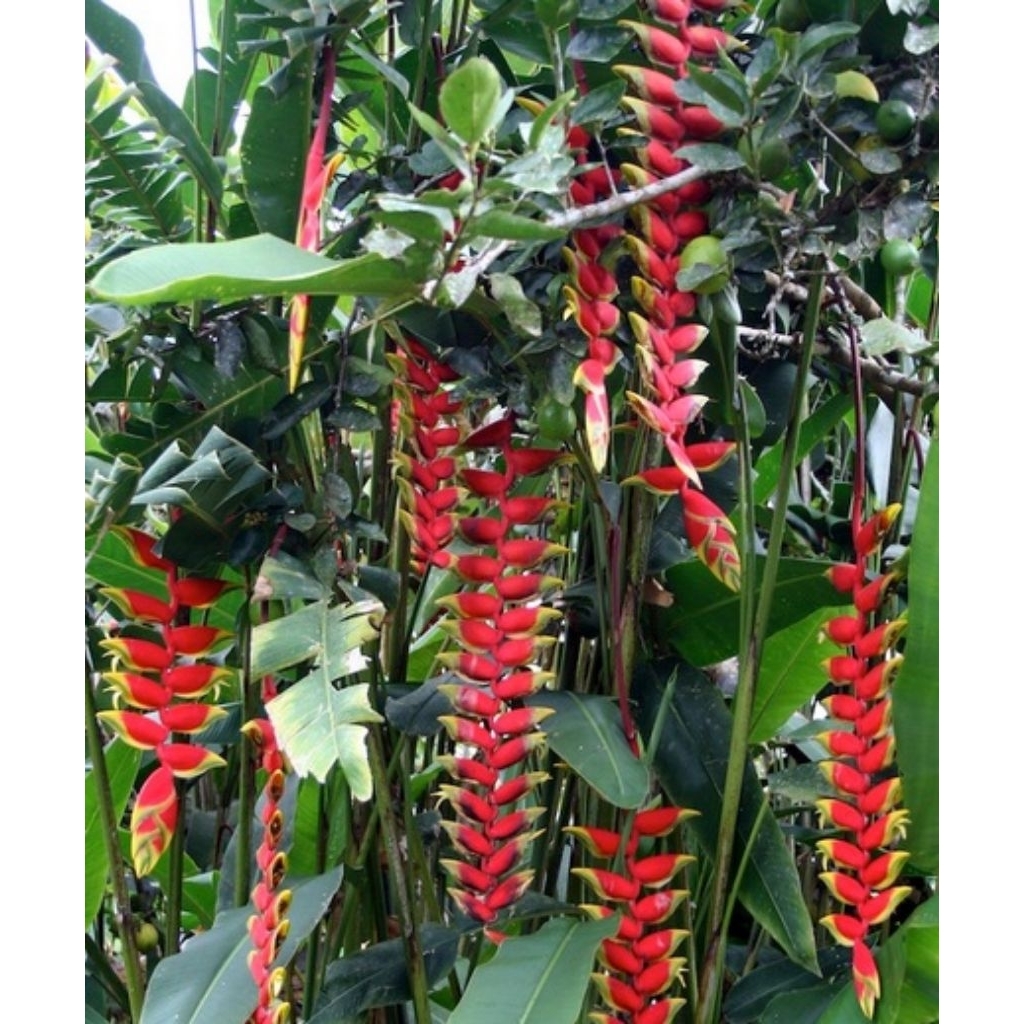 Tanaman heliconia pisang bali