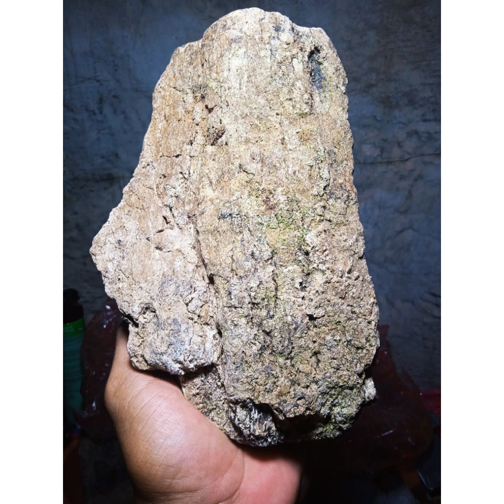 temuan terbaru potongan GG purba stegodon yg hidup antara 800 ribu tahun yg lalu