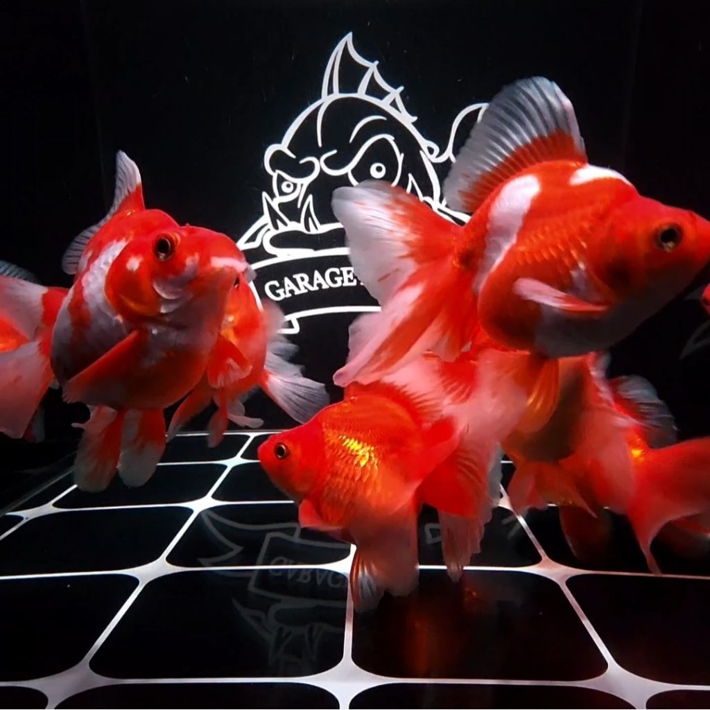 (INSTANT) IKAN KOKI RYUKIN ROSETAIL IKAN HIAS AQUARIUM KOLAM