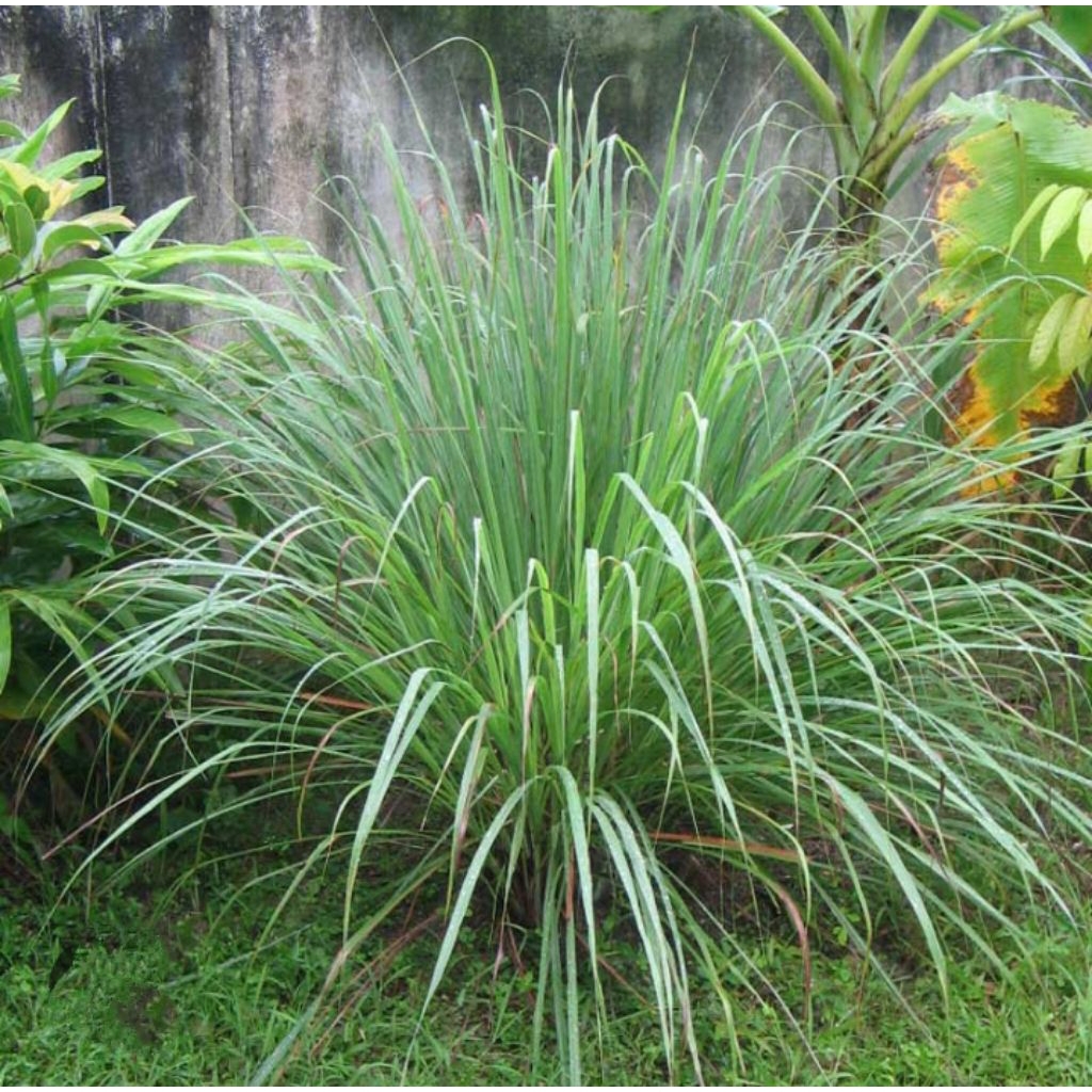 BIBIT SEREH, BIBIT SERAI DAPUR, BIBIT SEREH MASAK