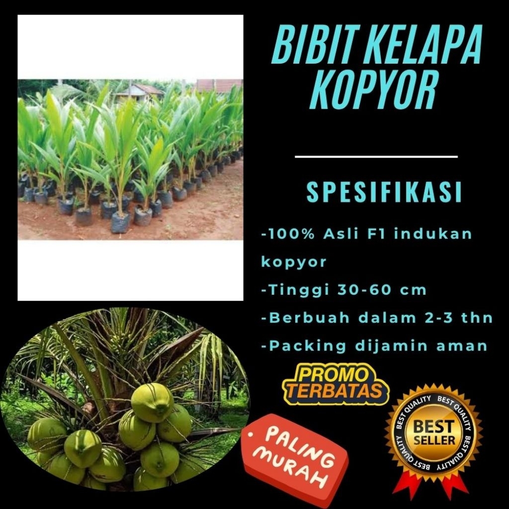 PROMO  Bibit Kelapa Kopyor, Bibit Kelapa Kopyor Asli, Bibit Kelapa Kopyor Bersertifikat