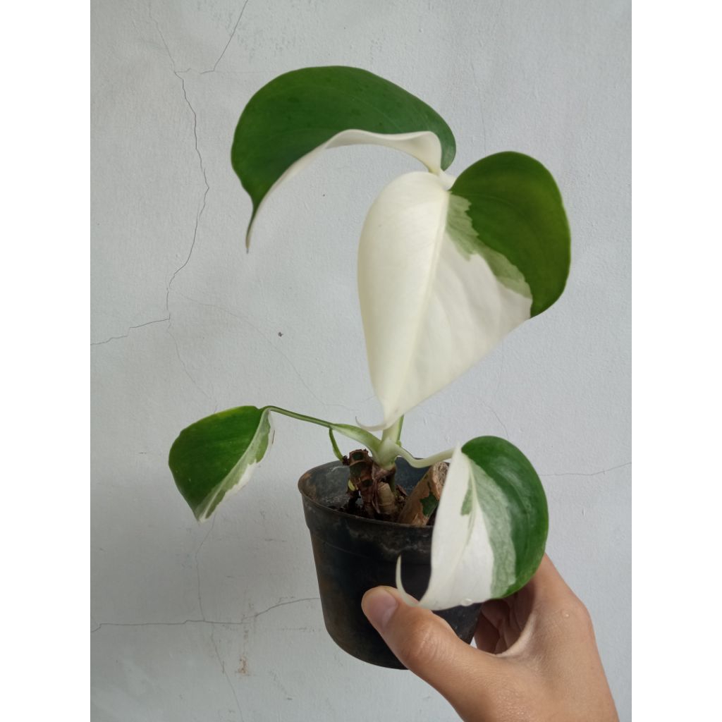 monstera varigata monvar variegata halfmoon anakan