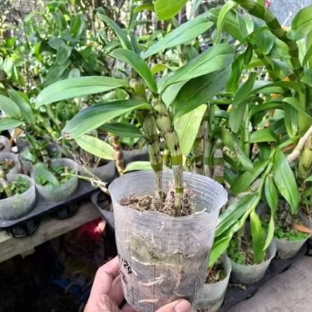 Anggrek dendrobium remaja-anggrek