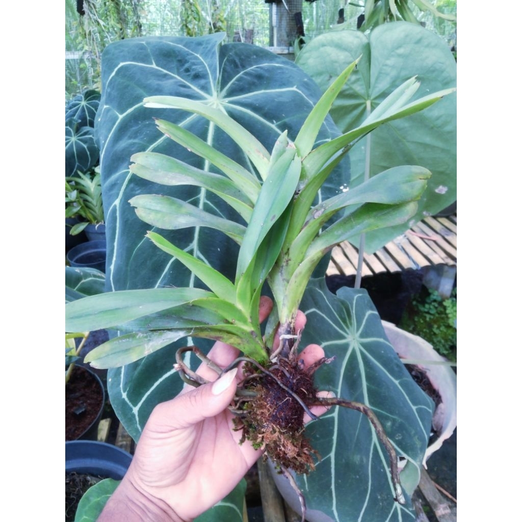 Vanda helvola 2 plant remaja