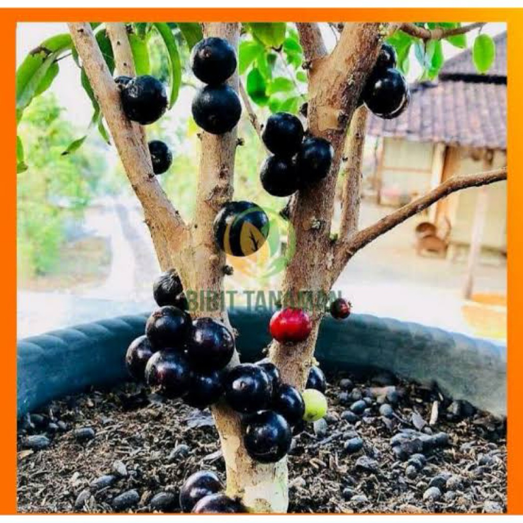 bibit pohon anggur brazil anggur pohon sudah siap berbuah live