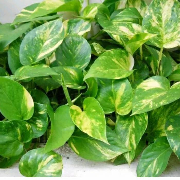 Bibit Sirih Gading Sirih Gading Varigata Epipremnum aureum Pothos Devils Ivy Golden Photos Money Pla
