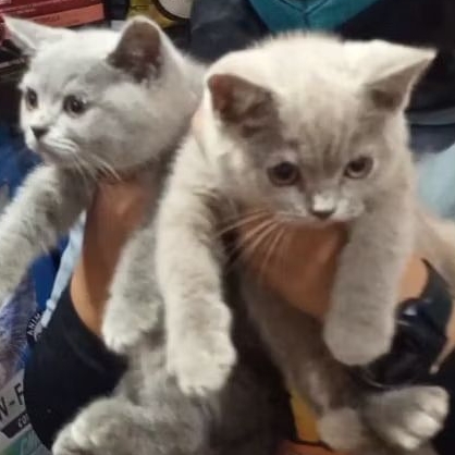 pelet Kitten Kucing British Shothairs