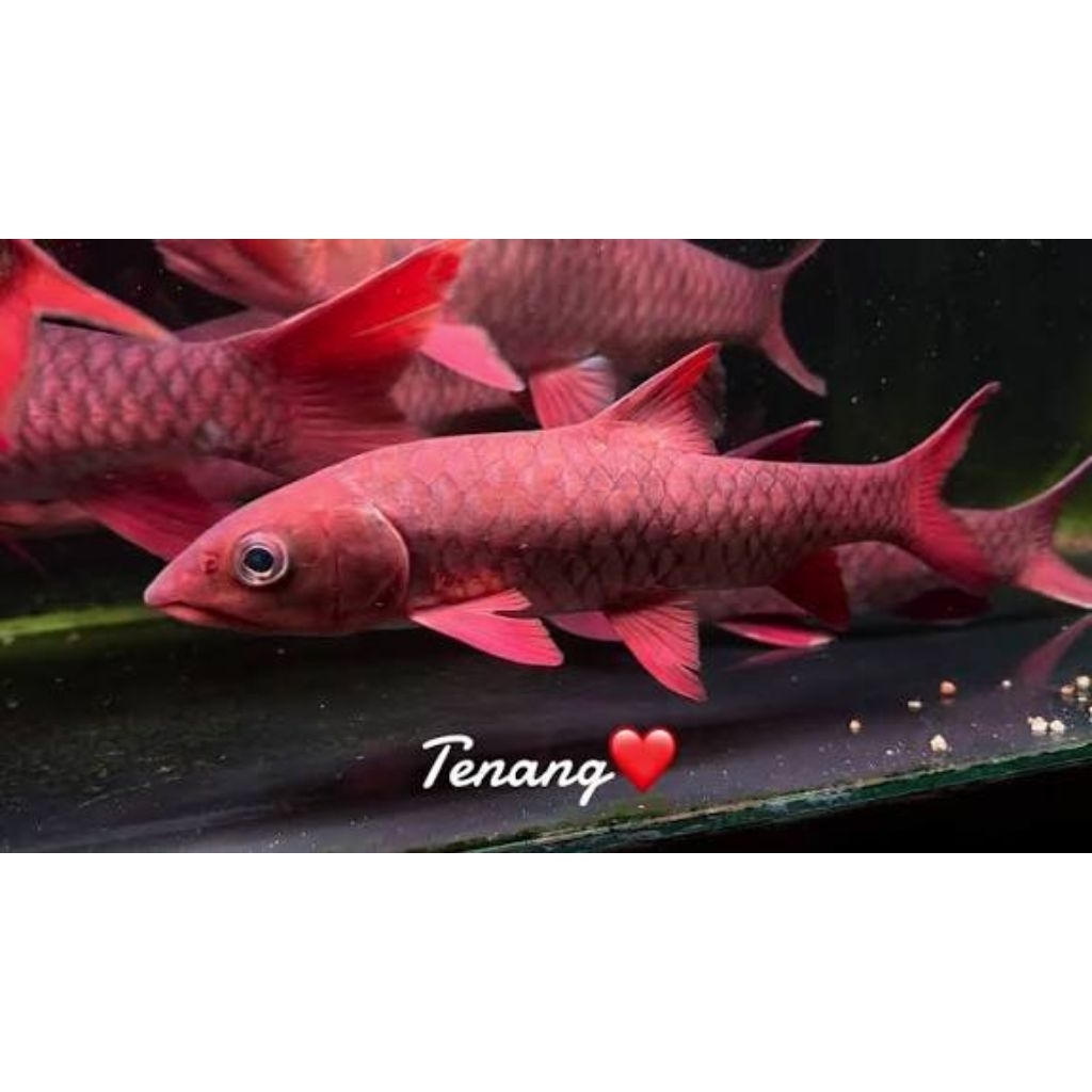 patung kelah merah Malaysia