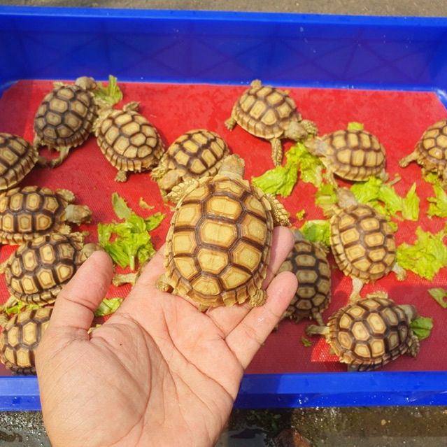 Sulcata 7-8cm