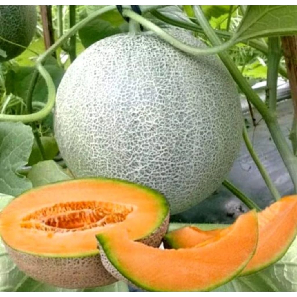(Terlaris) BIBIT MELON MADU /BENIH MELON MADU SUPER  /100 BIJI BENIH MELON