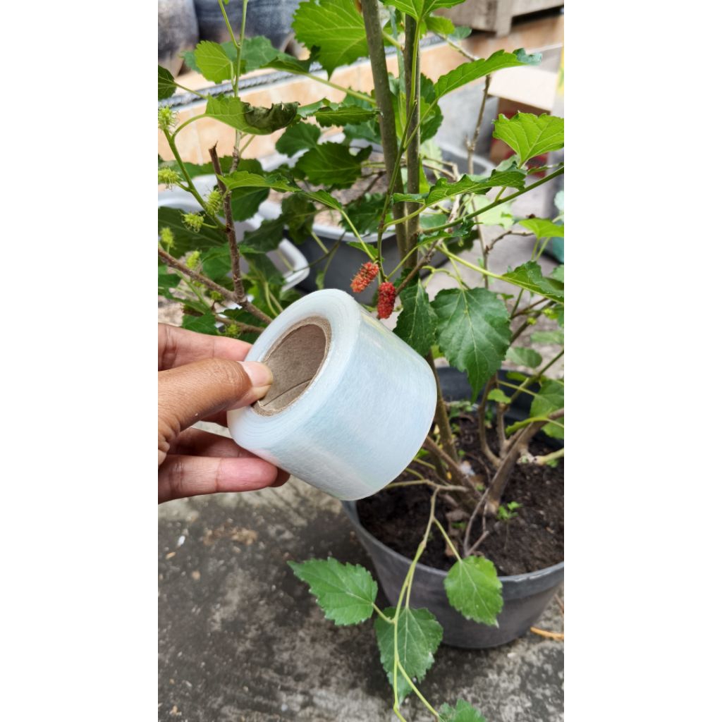 Plastik grafting adenium||plastik sambung lentur untuk grafting tanaman hias