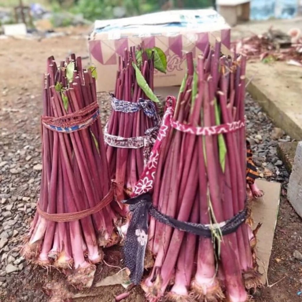 Bibit Tanaman Talas Bogor Ungu Batang Segar Besar Berumbi. Bibit Termurah Harga Petani Siap Ditanam