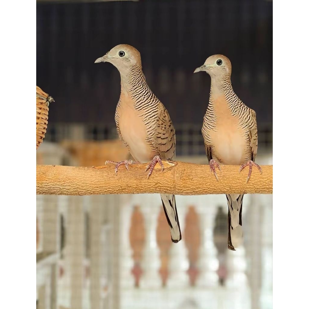 Perkutut Bangkok Ori Dewasa Materi Ternak