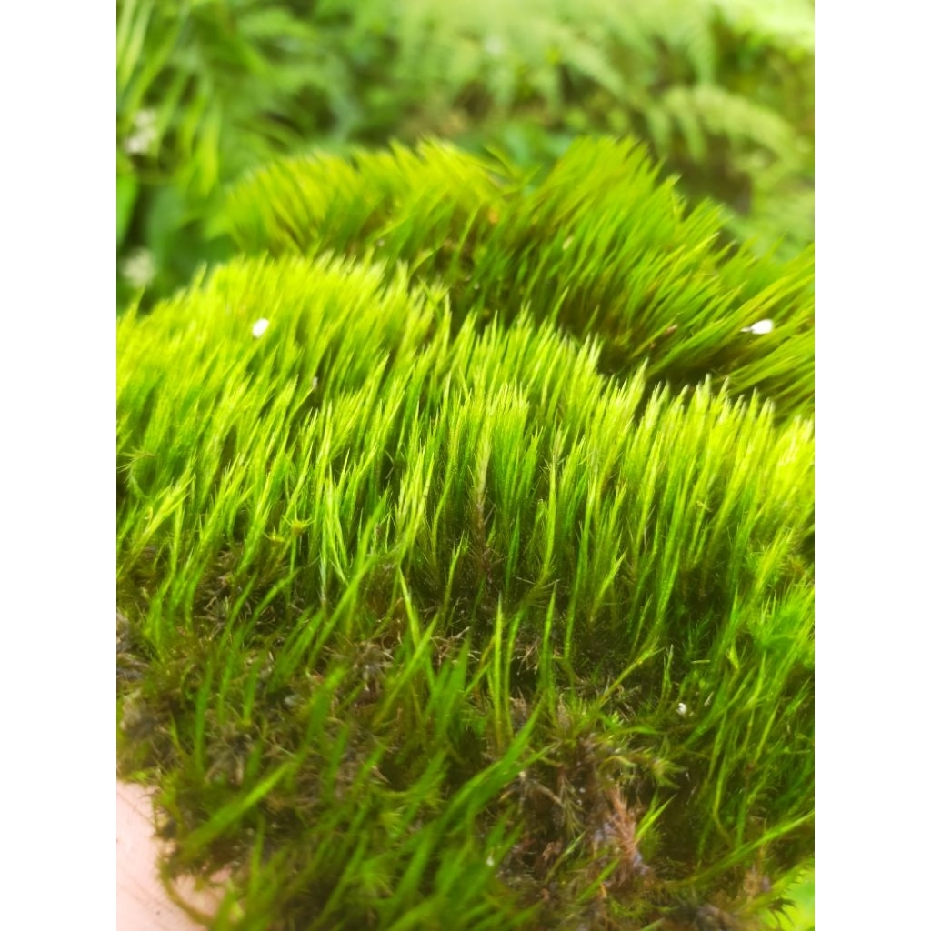 moss batu paludarium/taman/toping bonsai