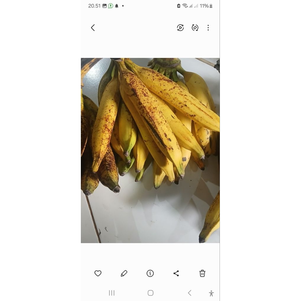 Pisang Tanduk manis jumbo