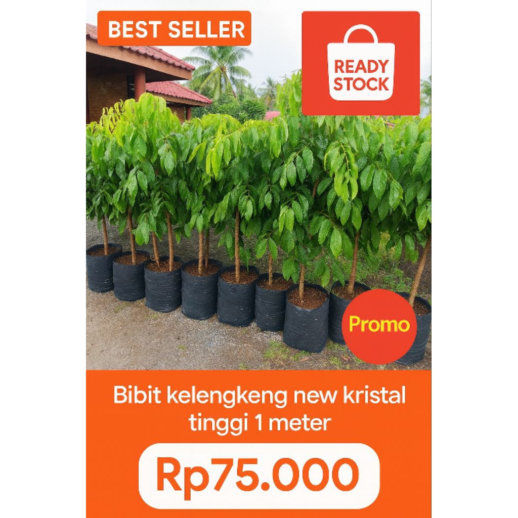 kelengkeng new kristal/bibit kelengkeng super