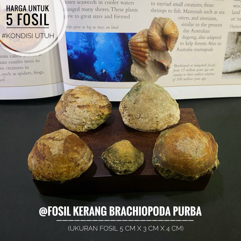 Fosil Kerang Brachiopoda Purba B6 atau Fossil Shell atau Fosil Kijing Natural atau Fosil Keong Temua